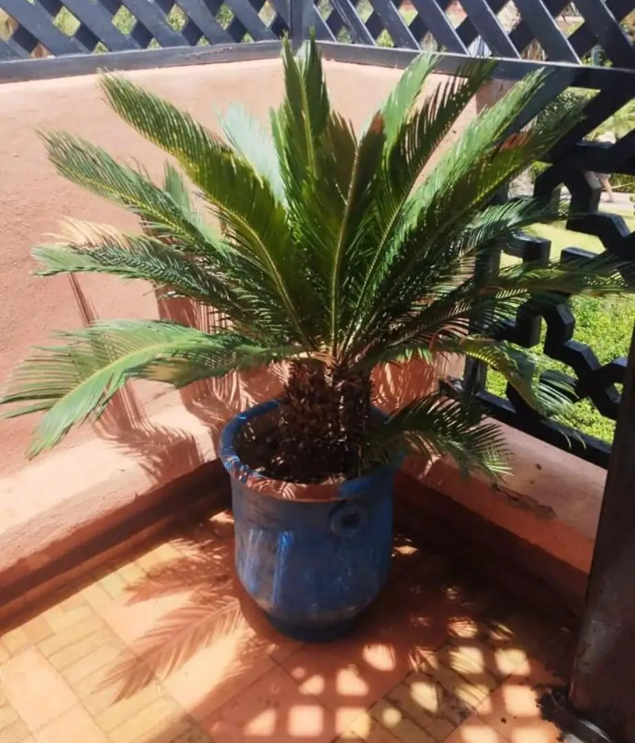 Tres Joli Appartement A Atlas Golf Resort Marrakesh Apartment